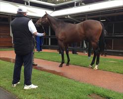 John inspecting Black Caviar and All Too Hard's little bro at the sales... mouth watering !!!